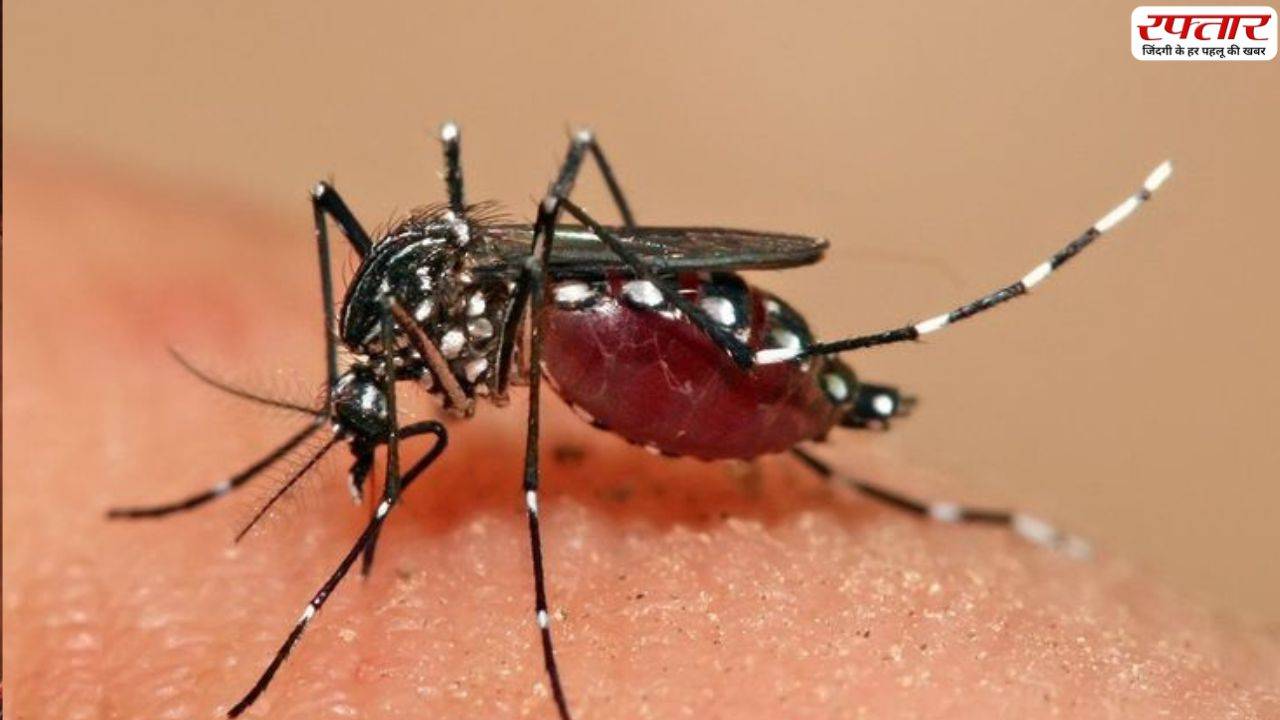 Dengue Home Precautions