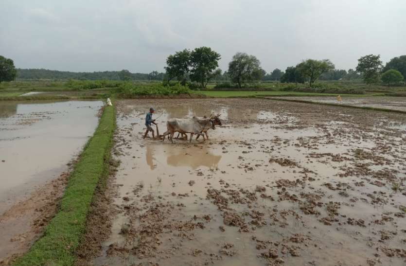 the-losses-of-the-potato-recession-are-being-met-by-the-groundnut-crop-in-farrukhabad