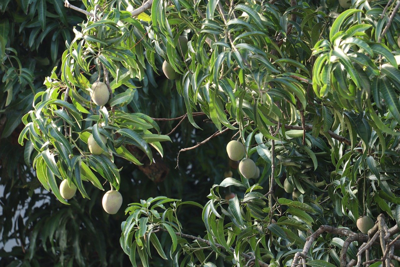 ये हैं आम के पत्तों के स्वास्थ्य लाभ, आप भी जानिए जरूर