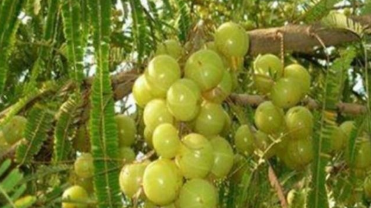 pic credit- social media