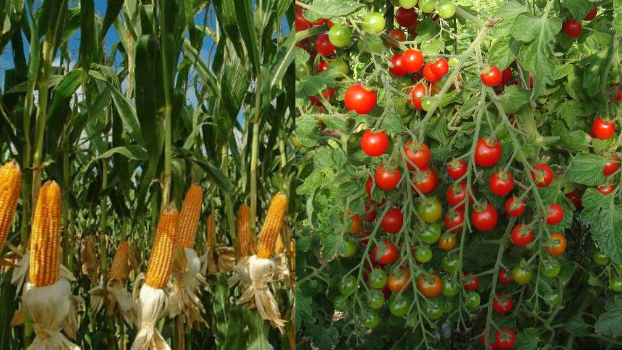 टमाटर, मक्की और धान की फसल का कर रही है सरकार बीमा