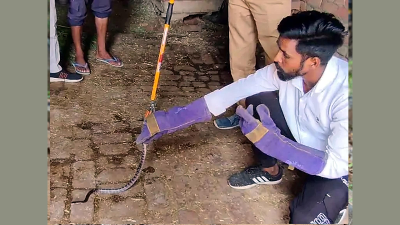 फतेहाबाद में निकला देश का सबसे जहरीला सांप