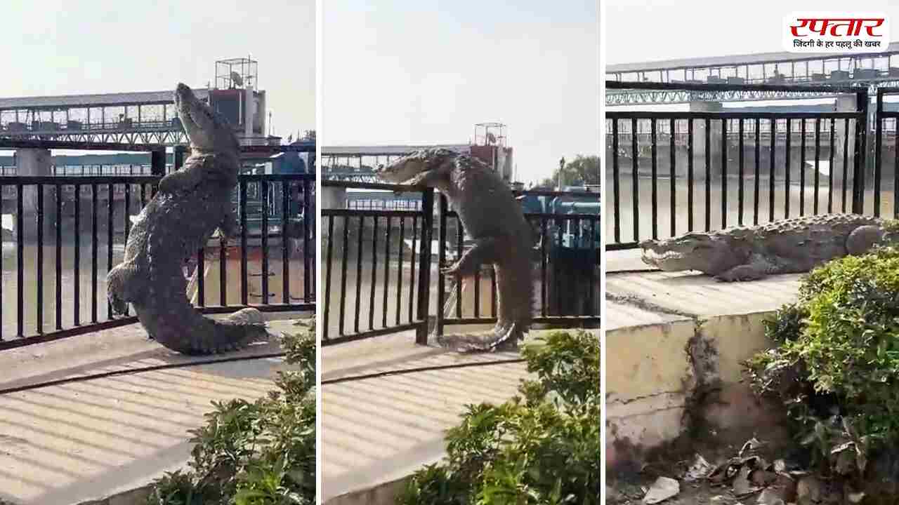 Crocodile was seen in Bulandshahr