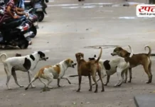 Stray Dog Feeding Rights: क्या सार्वजनिक जगह पर कुत्तों को खाना खिलाना वैध है? जानें नियम, अधिकार और कोर्ट की गाइडलाइन