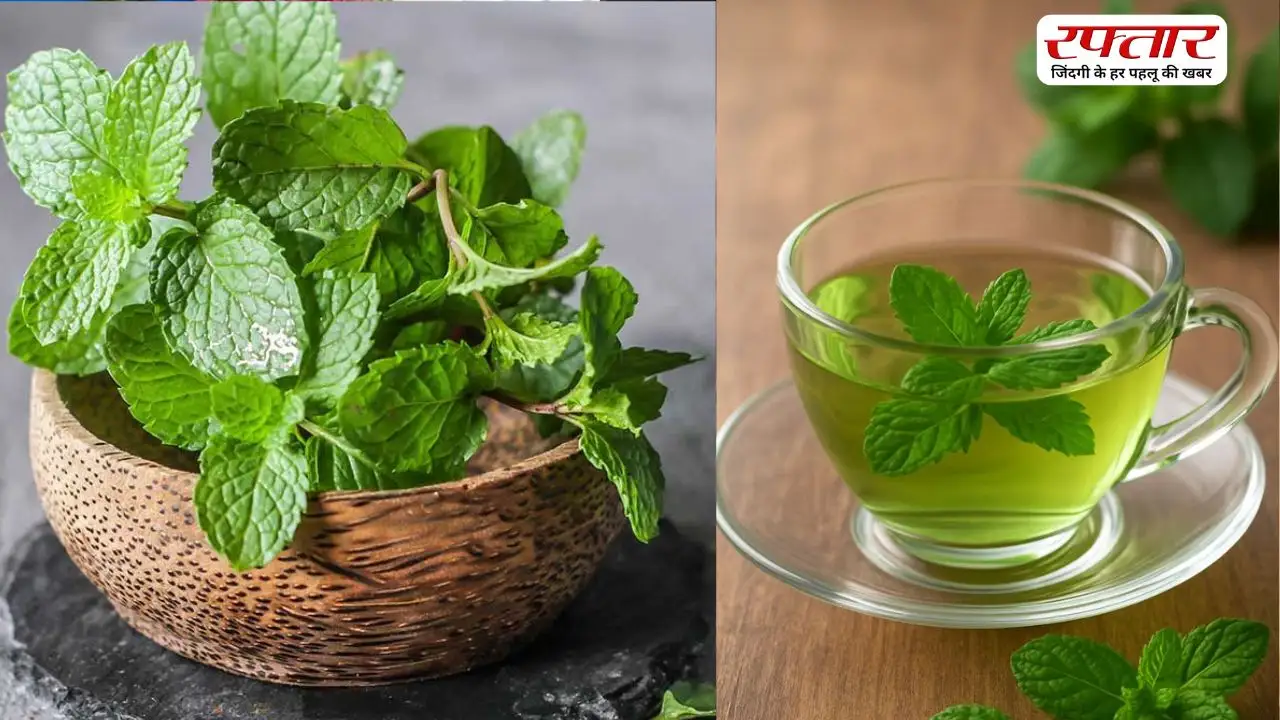 गर्मियों में पुदीने का सेवन करना सेहत के लिए है अच्छा, इन लोगों को जरूर खाना चाहिए