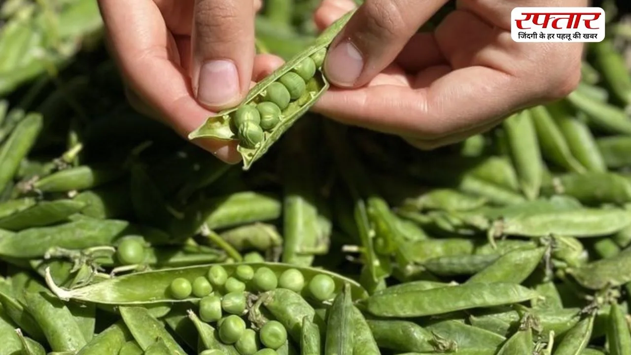 क्या आपने कभी बनाई है मटर के छिलके की ये अनोखी सब्जी? जानिए इसकी खास रेसिपी