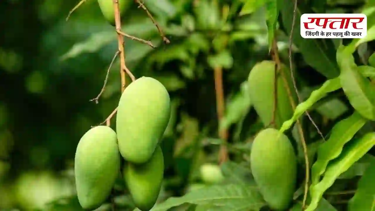 Langra Mango: लंगड़ा आम का नाम आखिर ‘लंगड़ा’ क्यों पड़ा? जानिए इसके पीछे की दिलचस्प कहानी